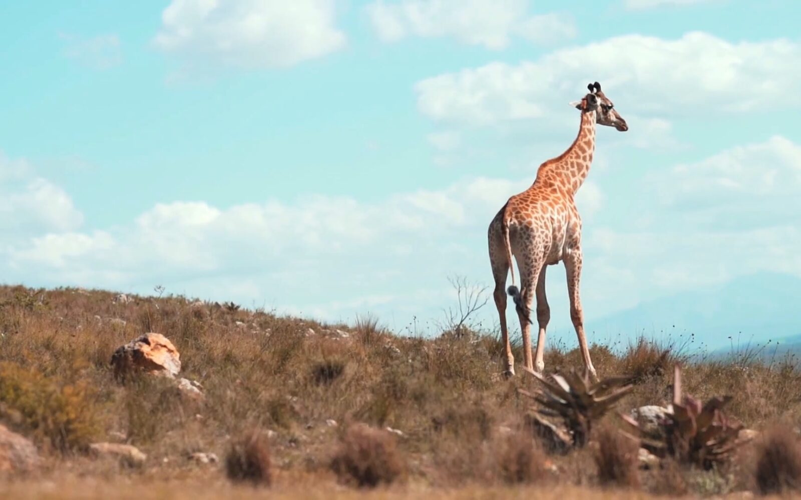 Giraffe on open savannah