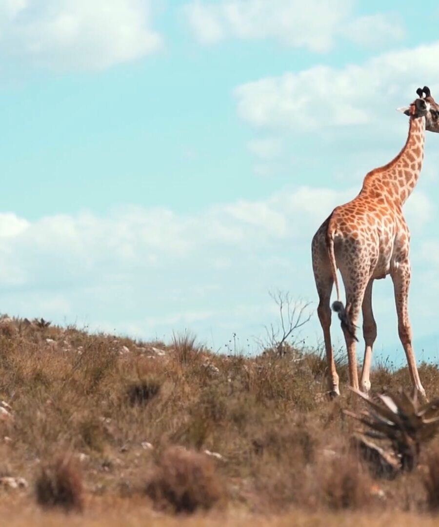 Giraffe on open savannah