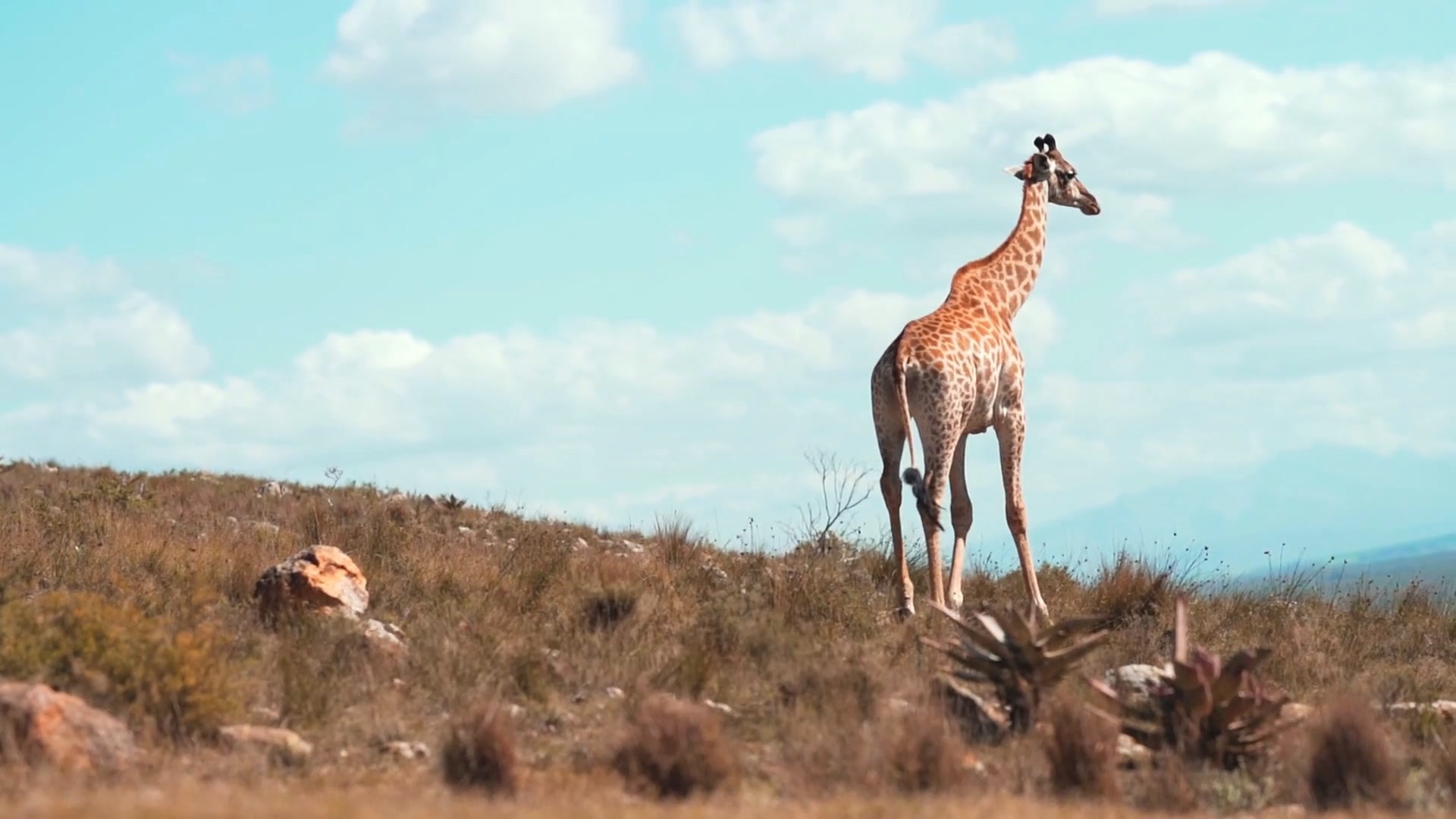 Giraffe on open savannah
